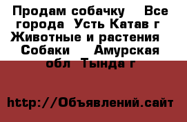 Продам собачку  - Все города, Усть-Катав г. Животные и растения » Собаки   . Амурская обл.,Тында г.